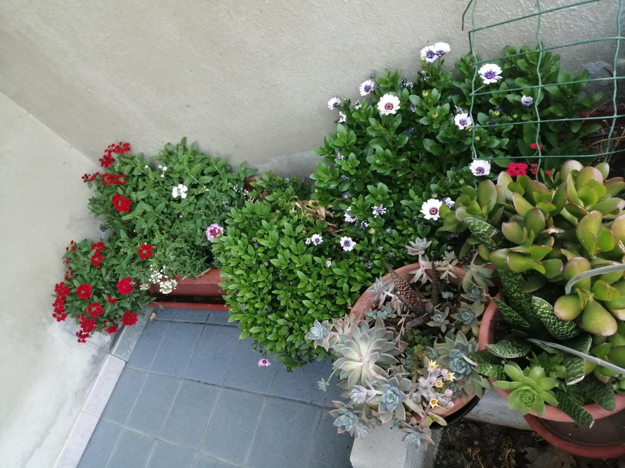 Ferienwohnung L Agrifoglio Di Rita Loddo Fonni Exterior foto